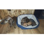 Jezevčík trpasličí-králičí