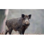 Poplatková naháňka - Poslední 2 místa