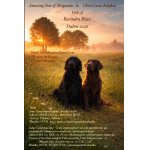 Flat Coated Retriever