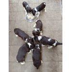 Německý křepelák