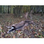 Povolenka pro loveckou sezónu 2025/2026 Kokořínsko.