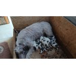 Slovenský hrubosrstý stavač