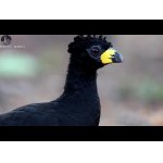   RIO CLARO Pantanal Brasil.