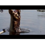 Líška, Jabiru & Caiman v Rio Claro