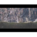 Život v přírodě Vysočiny v roce 2025