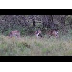 Biela danielka počas ruje.