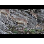 Kozorožce presun do závetria.