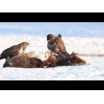 Dravce a hostina na snehu.