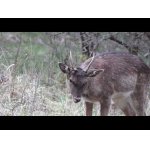 Čo sa skrýva v lesných húštinách?