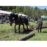 Brdská lesní bitva - Jince III