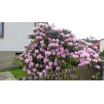 rododendron