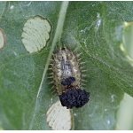 Larva štítonoše