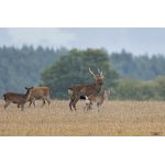 Jelen sika japonský -Cervus nippon nippon 
