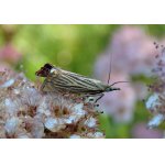 Travařík zahradní