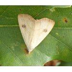 Trávvnička luční 