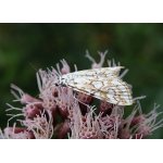 Vílenka leknínová 