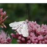 Vílenka leknínová 