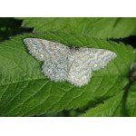 Vlnopásník kostkovaný