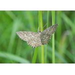 Vlnopásník kostkovaný