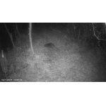 Tak nutria alebo ondatra?