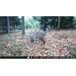 Jelenec viržínský - laně