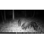 Černí rytíři hlubokých lesů