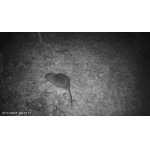 Už chodí na jabka pravidelne.