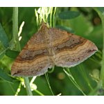 Vlnopásník sveřepový