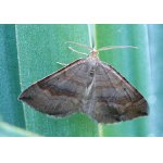 Vlnopásník sveřepový