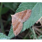 Vlnopásník sveřepový