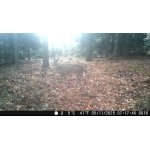 Jelenec viržínský