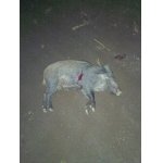 Sele z Vysočiny....