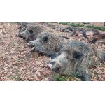 Na diviakoch na Slovensku