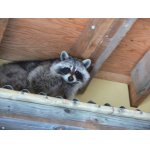 "Najemnik" ve stodole.