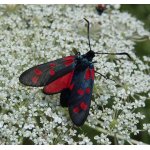 Vřetenuška obecná