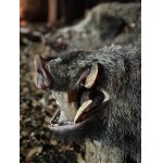 Na diviakoch na Slovensku