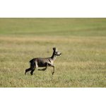 Srnec s poraněným během