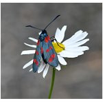 Vřetenuška obecná