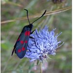 Vřetenuška obecná