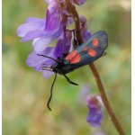 Vřetenuška pětitečná