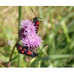 Vřetenuška pětitečná