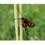 Vřetenuška štírovníková