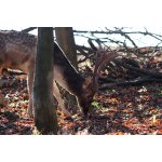 Daněk blízká setkání