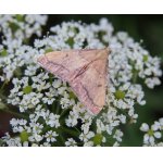 Zavíječ červenavý  