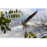 PŘILETĚL SI MĚ PROHLÉDNOUT...:-))