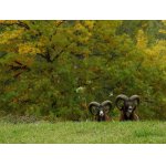 PODZIM V PŘÍRODĚ.