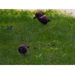 NEVĚNOVALI MI POZORNOST...:-)))