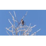 dlasdk na modřínů