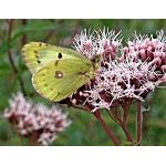 Žluťásek čičoretkový