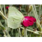 Žluťásek řešetlákový